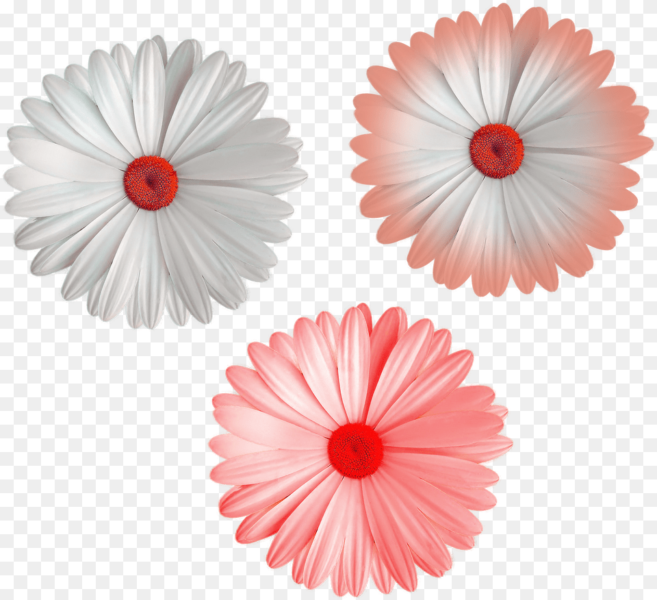 Download Cool Flower File White Color Mix Colors Flowers Portable Network Graphics, Daisy, Petal, Plant Png