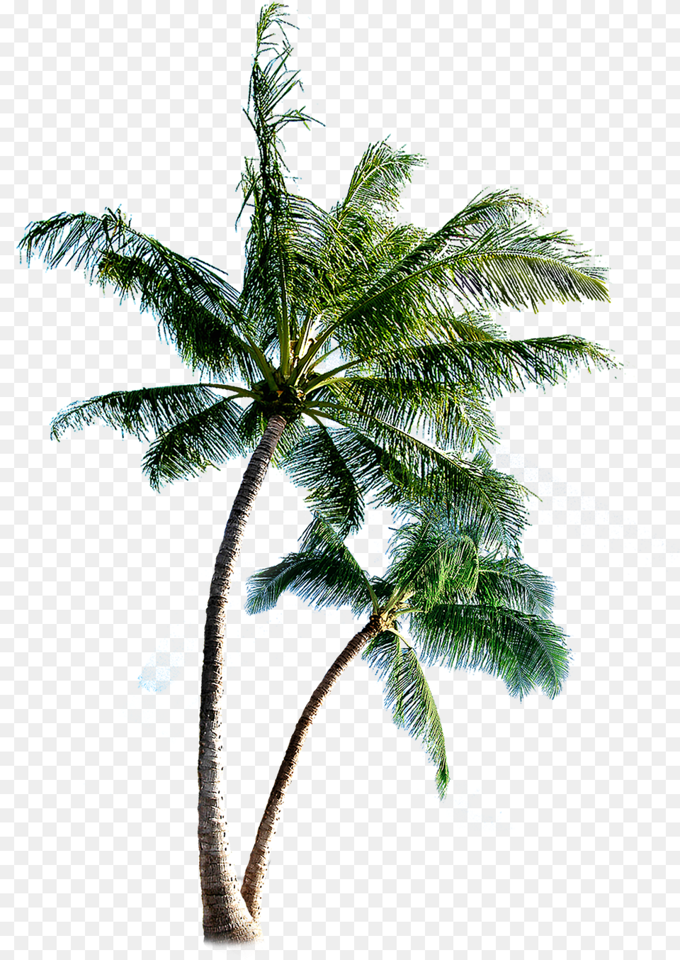 Coqueiros Transparent Background Palm Tree, Palm Tree, Plant, Leaf, Summer Free Png Download