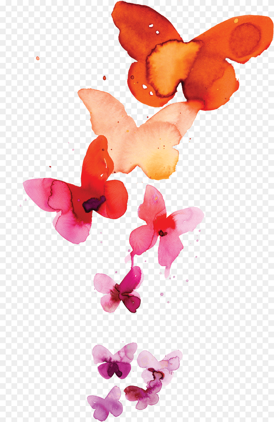 Download Coral Butterflies Watercolor Free Butterfly, Flower, Petal, Plant, Orchid Png Image