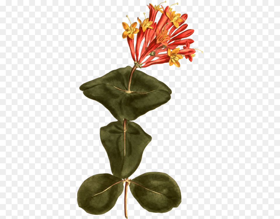 Download Coral Honeysuckle Botany Watercolor Trumpet Honeysuckle, Acanthaceae, Anther, Flower, Plant Free Transparent Png