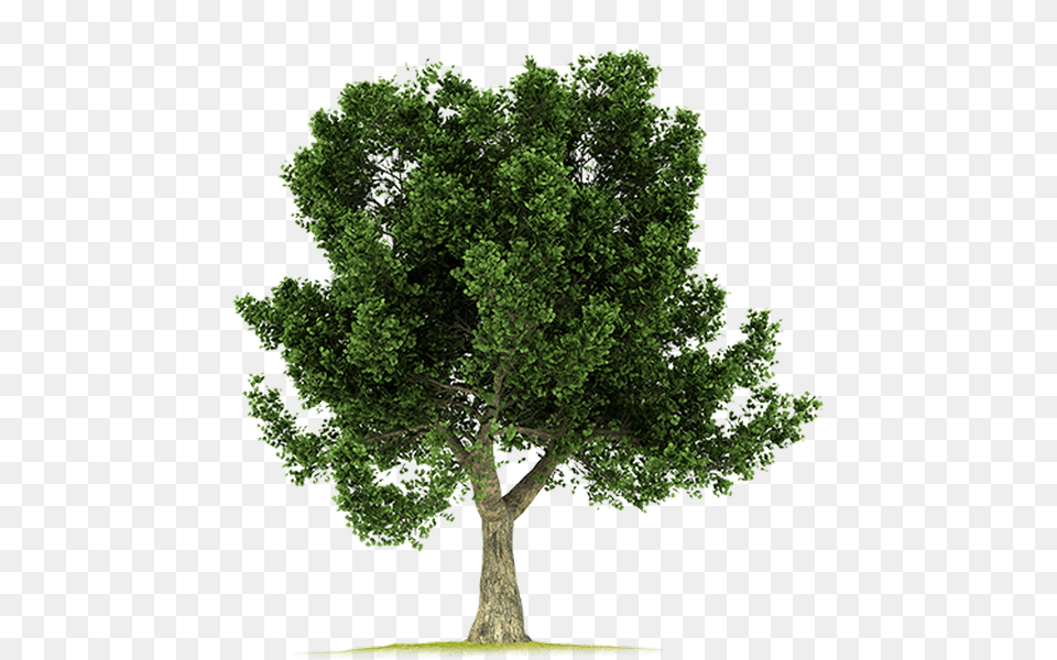 Download Corkoak Eucalyptus Tree 3d Model, Oak, Plant, Sycamore, Tree Trunk Png Image