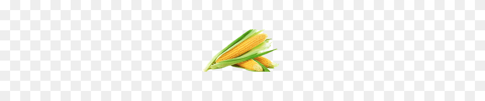 Corn Photo Images And Clipart Freepngimg, Food, Grain, Plant, Produce Free Png Download