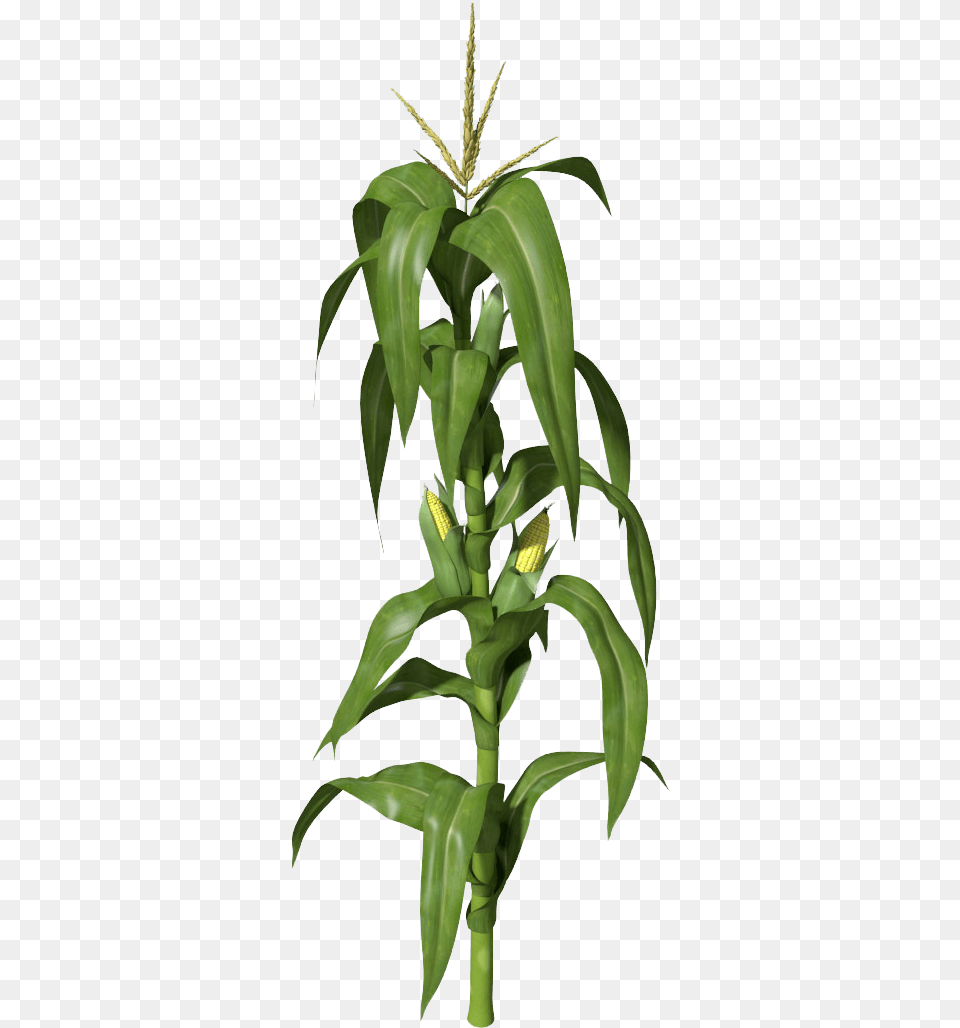 Download Corn Plant Clipart Corn Stalk Transparent, Leaf, Flower Png Image