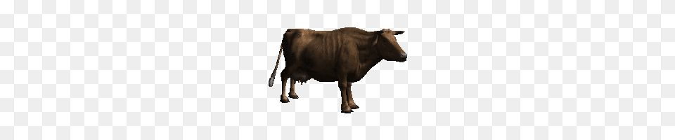 Download Cow Photo And Clipart Freepngimg, Animal, Bull, Cattle, Livestock Free Transparent Png