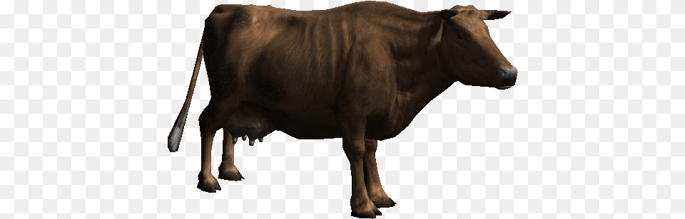 Download Cow Hq Ox, Animal, Bull, Mammal, Cattle Png Image