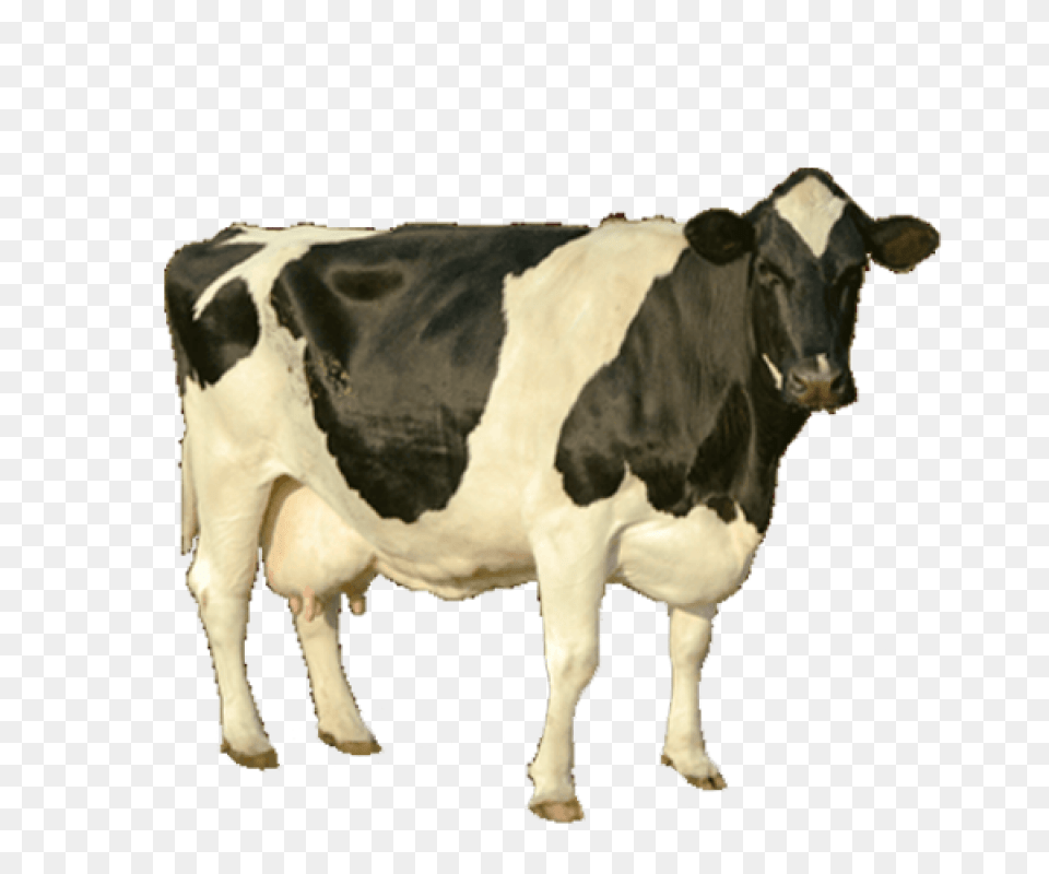 Download Cow Image For Cow High Resolution, Animal, Cattle, Dairy Cow, Livestock Free Png