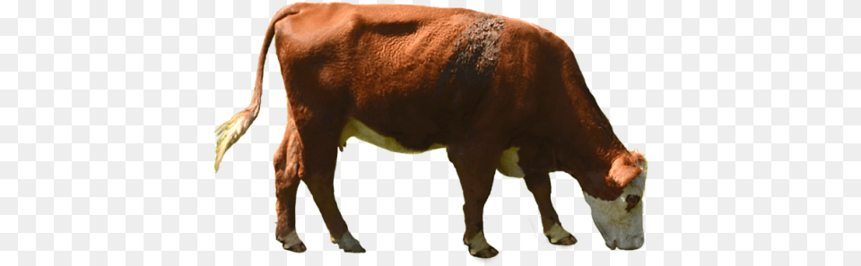 Download Cow Transparent 1 202 Cow Eating Grass, Animal, Cattle, Livestock, Mammal Png Image