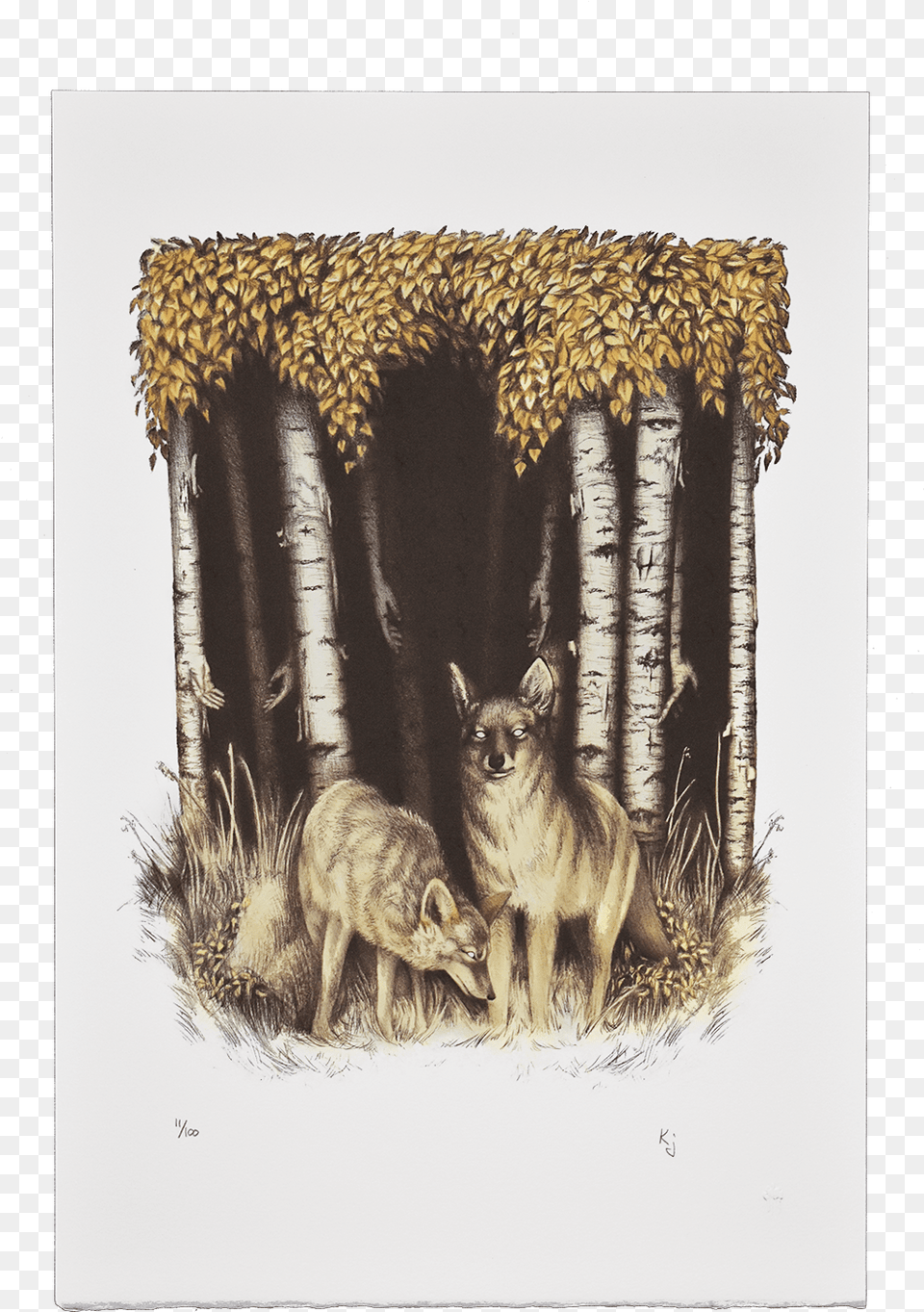 Download Coyote And Birch Boar, Animal, Pet, Mammal, Canine Png Image