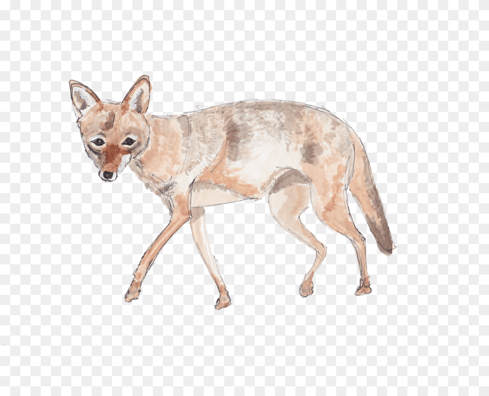 Download Coyote Jackal, Animal, Mammal, Canine, Dog Png