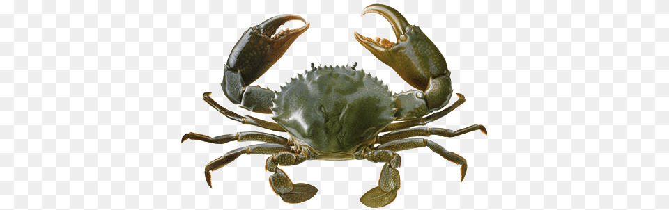 Download Crab Background Sea Crab In Water, Animal, Food, Invertebrate, Sea Life Png Image