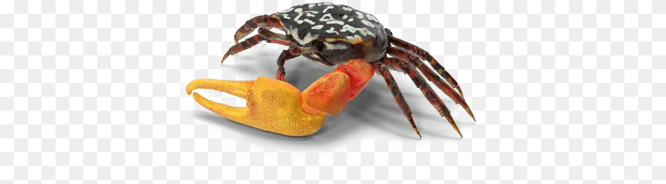 Download Crab Image American Lobster, Food, Seafood, Animal, Invertebrate Free Png