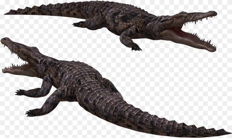 Crocodile Crocodile Gif Transparent Background, Animal, Dinosaur, Reptile, Lizard Free Png Download