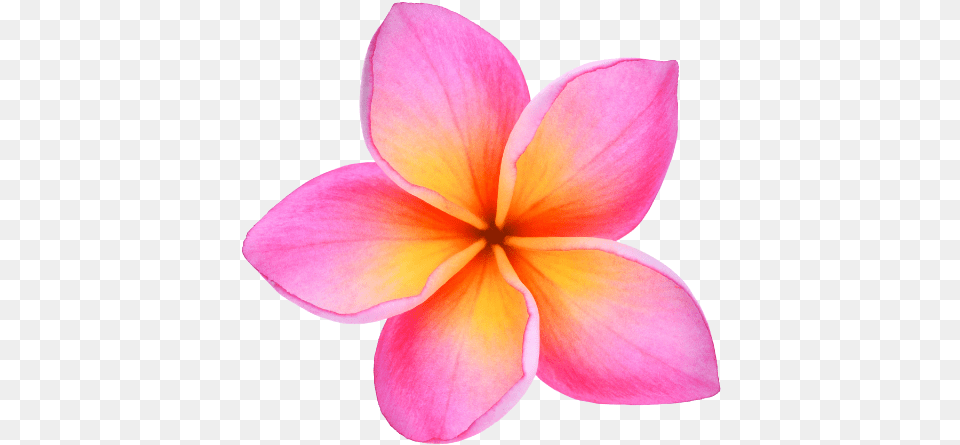 Download Cropped Plumeriafaviconhawaiipng Maui Tropische Blume, Dahlia, Flower, Petal, Plant Png Image