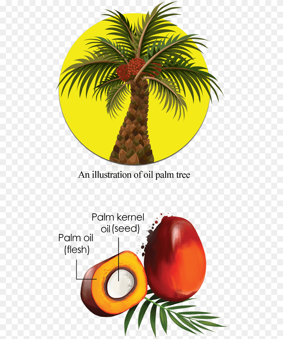 Download Cross Section Of An Oil Palm Fruit African Oil Single Palm Oil Tree, Food, Plant, Produce, Palm Tree Free Transparent Png