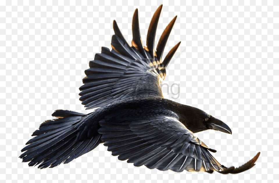 Download Crow Flying Images Background Flying Crow, Animal, Bird, Blackbird Free Transparent Png