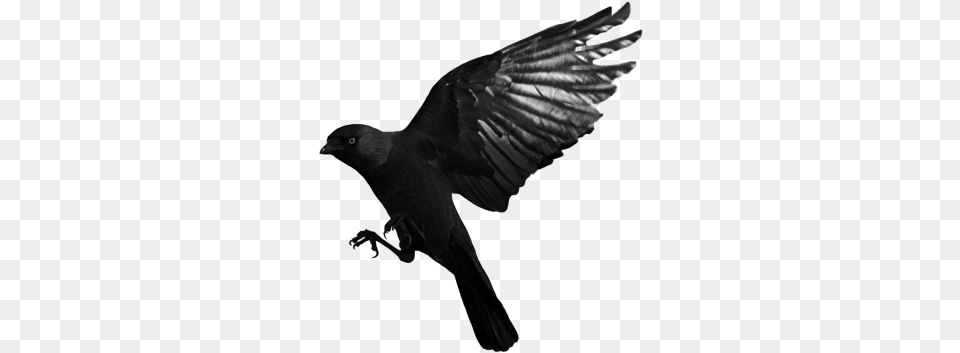 Download Crow And Clipart Raven, Animal, Bird, Blackbird Free Transparent Png