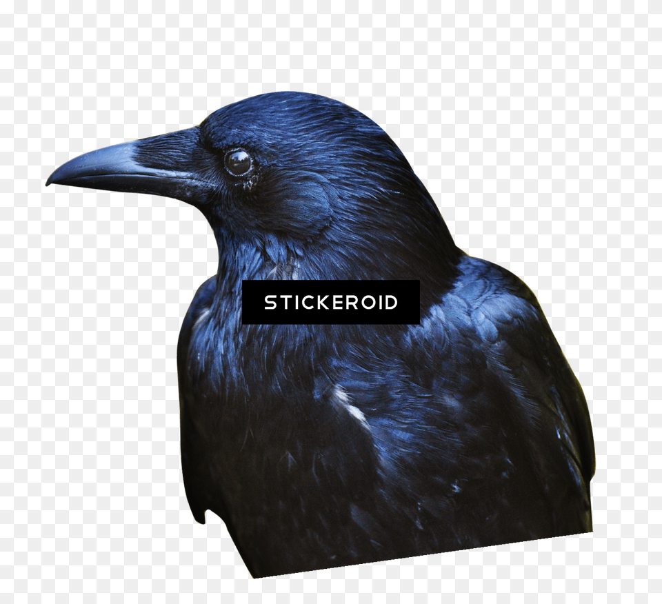 Download Crow Hd Birds Portable Network Graphics, Animal, Bird, Blackbird Free Png