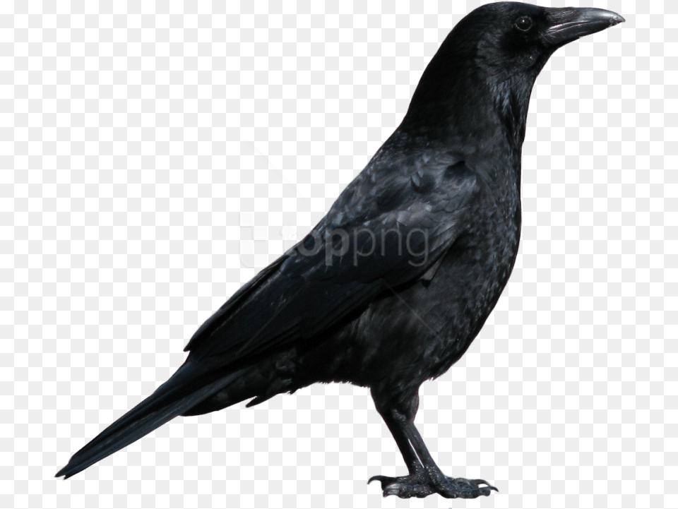Download Crow Images Background Images Crow, Animal, Bird, Blackbird Png
