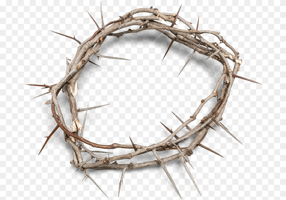 Download Crown Of Thorns Background Crown Of Thorns, Wire, Animal, Invertebrate, Spider Free Transparent Png