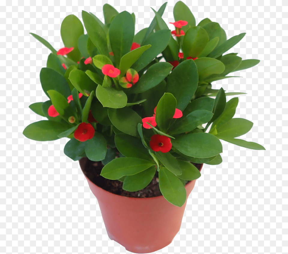 Download Crown Of Thorns Plant Graphic Library Flowerpot, Flower, Flower Arrangement, Leaf, Potted Plant Free Png