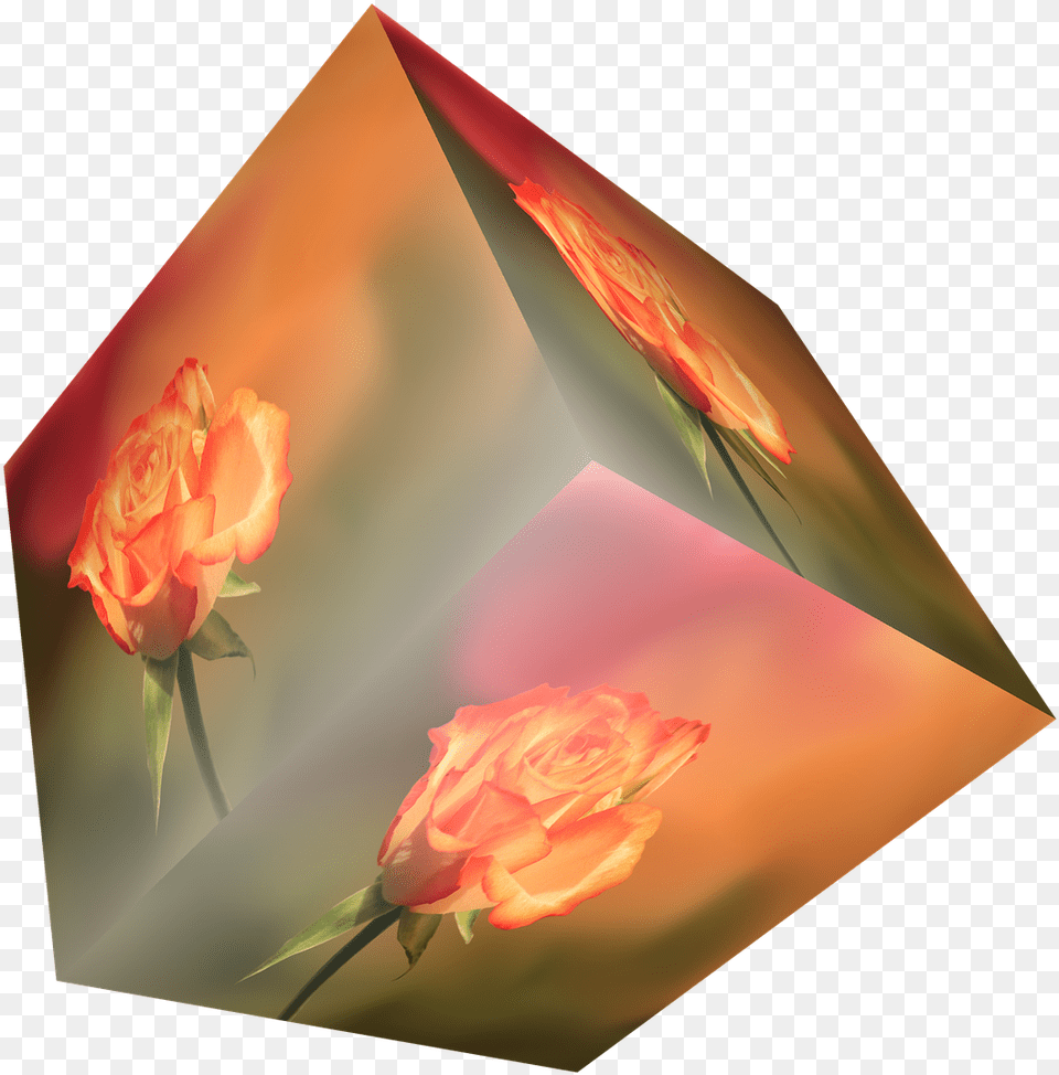 Download Cube Flower Rose Orange Cubo En Con Fondo Transparente, Plant, Flower Arrangement, Flower Bouquet, Art Free Png