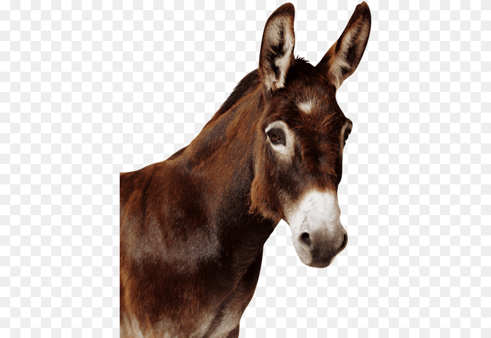 Download Curtis Leroy And The Mule Mule, Animal, Donkey, Mammal, Horse Free Png