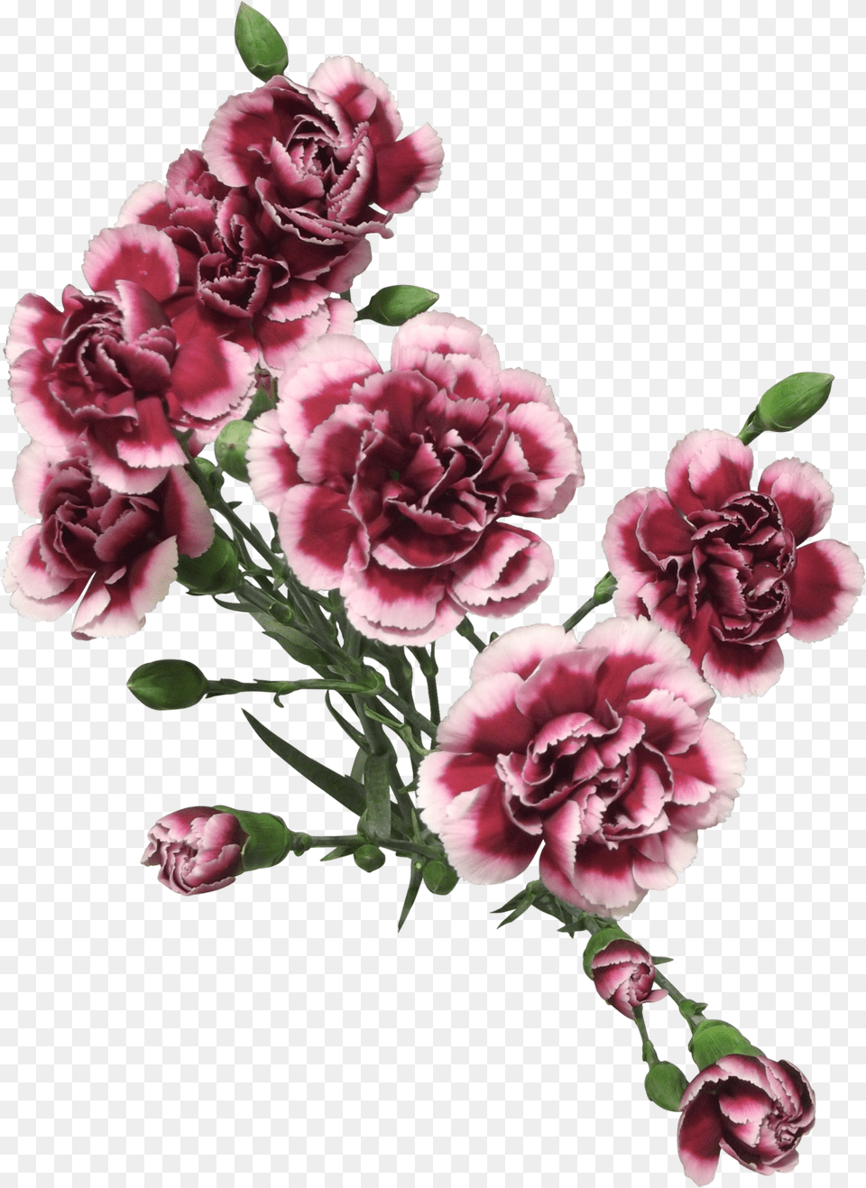 Download Cut Flowers Of Carnation Painted Carnation Flowers, Flower, Plant, Rose Free Transparent Png