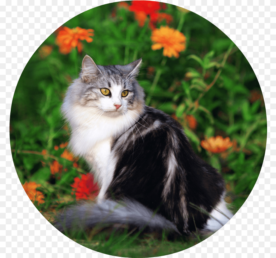 Cute Cat Playing In The Beautiful Field Of Flowers Beautiful Cat In The Flowers, Animal, Mammal, Manx, Pet Free Png Download