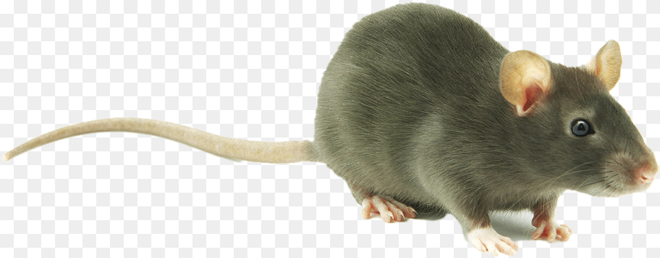 Download Cute Rat Image Rat Background, Animal, Mammal, Rodent Free Transparent Png
