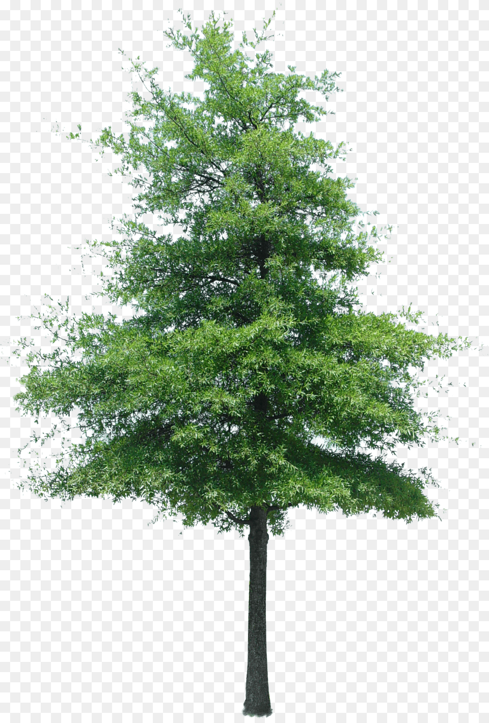 Cutout Tree Photoshop Texture Cut Out Tree Photoshop, Plant, Tree Trunk, Fir, Conifer Free Png Download