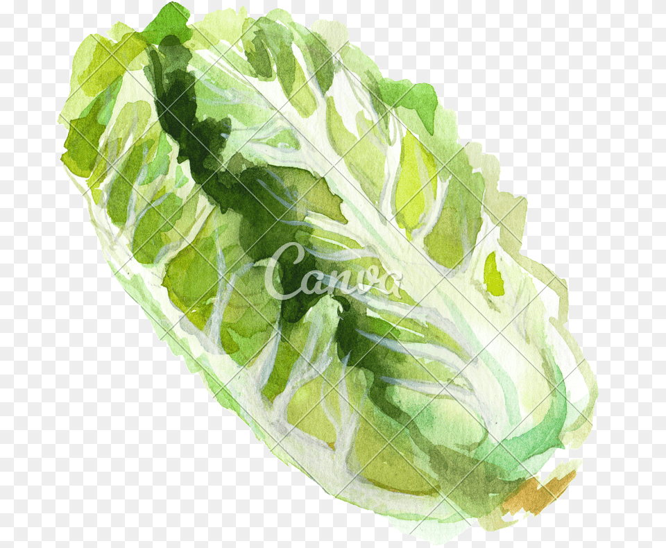 Download Cutout Watercolor Romaine Lettuce Watercolor Romaine Lettuce, Food, Plant, Produce, Vegetable Png Image