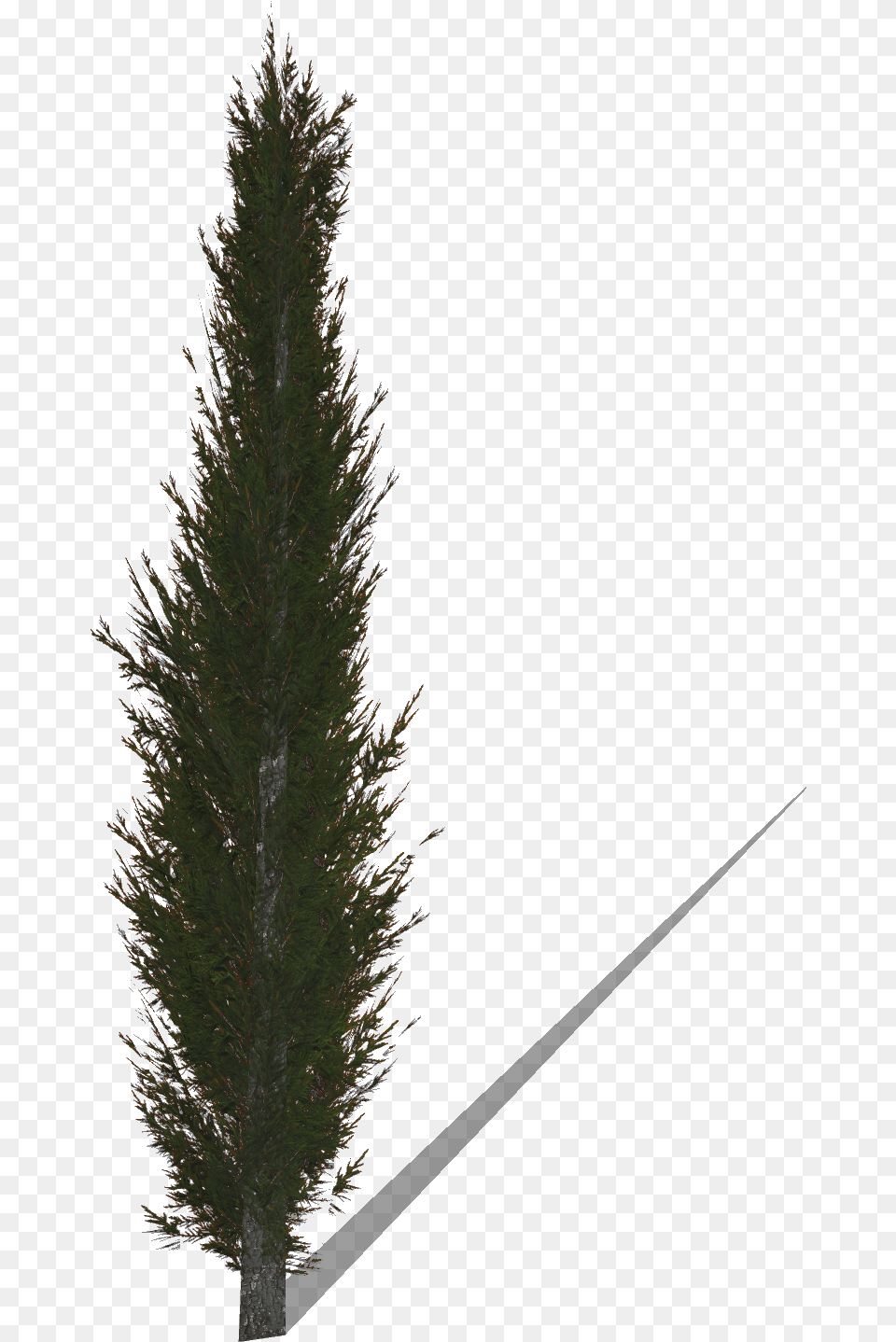 Download Cypress Cypress Tree, Conifer, Fir, Plant, Pine Png Image