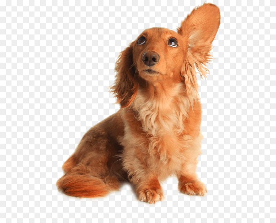 Dachshund Pet Sitting Grooming Listening Drooping Dog Listening To Music, Animal, Canine, Mammal, Golden Retriever Free Png Download
