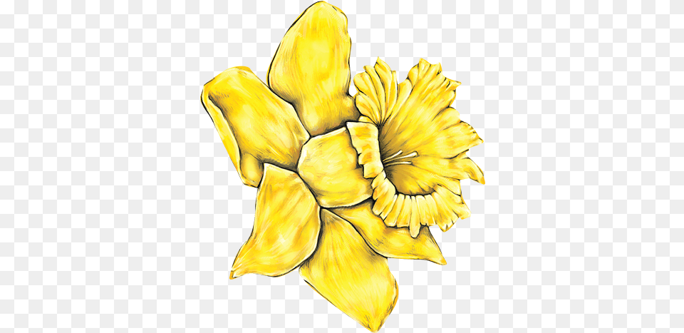 Download Daffodil Yellow Daisy Flower Clipart Image Daffodil Day Nz 2018, Plant, Petal Free Png