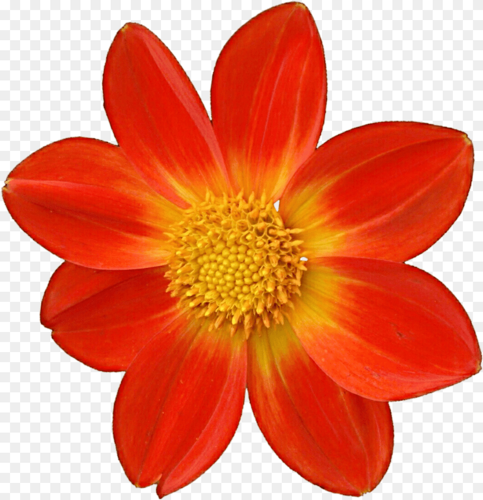 Download Dahlia Clipart Mexican Phool Hd, Daisy, Flower, Petal, Plant Png