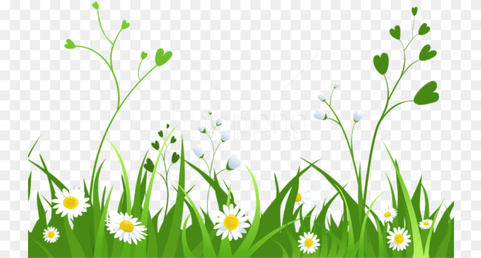 Download Daisies With Grasspicture Images Background Garden Clipart Transparent Background, Daisy, Flower, Grass, Plant Free Png