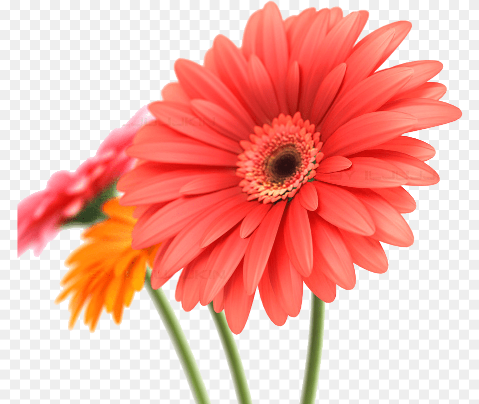 Download Daisy Background Gerbera 3d, Flower, Plant, Petal, Dahlia Free Png