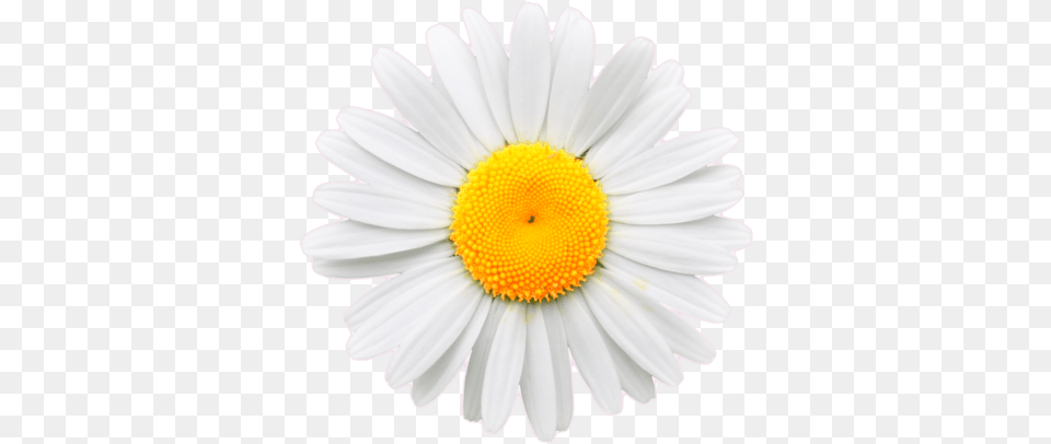 Download Daisy Flower Crown Tumblr Transparent Daisy Transparent White Daisy, Plant, Petal Png