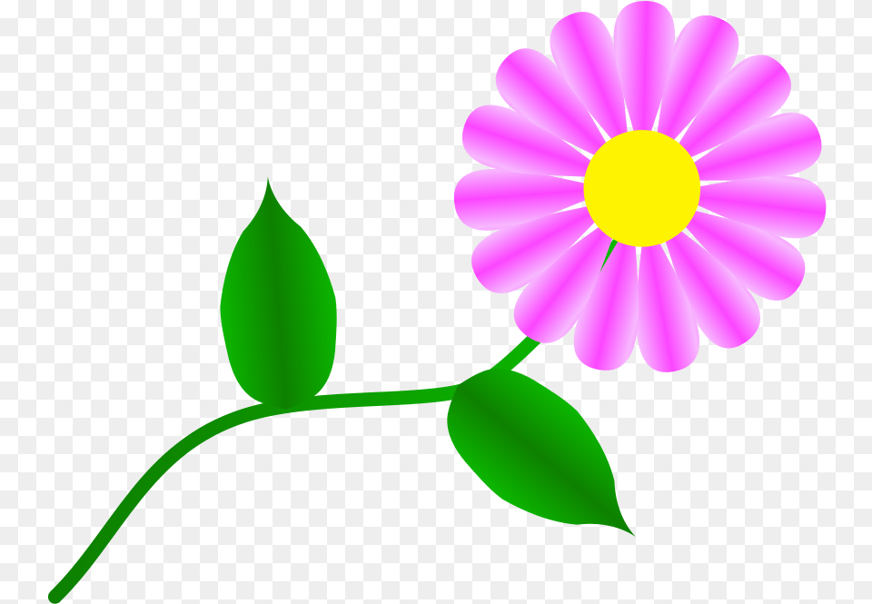 Download Daisy Fuchsia For You Clipart Free Clip Art Daisy Flowers, Anemone, Flower, Petal, Plant Png Image