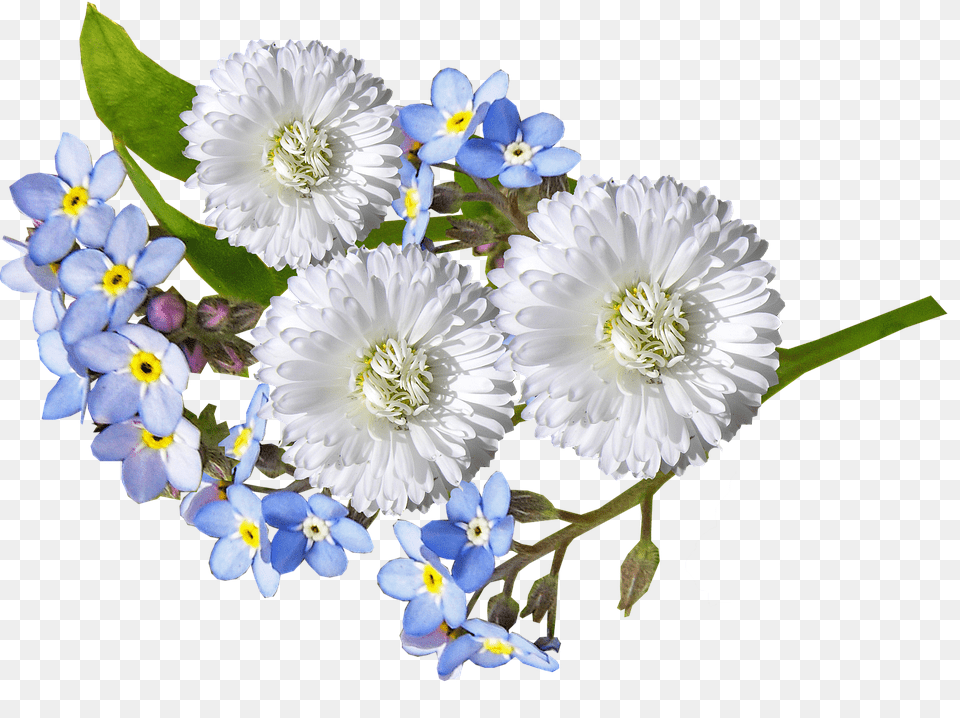 Download Daisy White Blue Flowers Blue And White Flowers, Anemone, Plant, Petal, Pollen Free Transparent Png