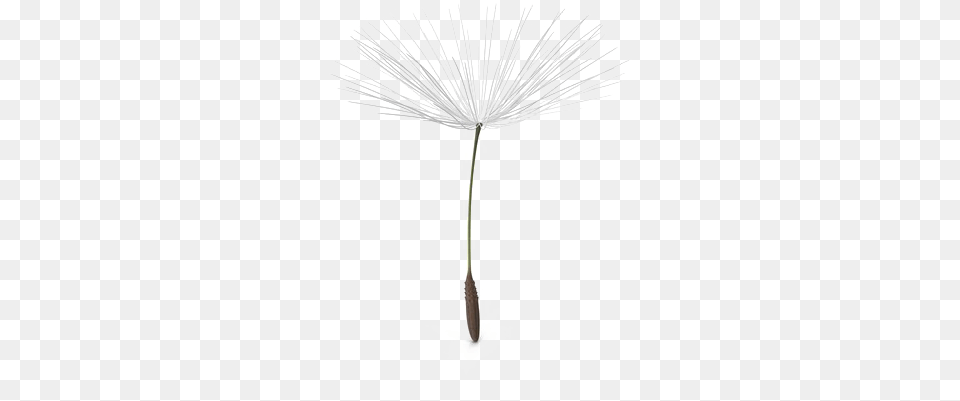 Dandelion Pic Dandelion Seed Black And White, Flower, Plant, Anther Free Png Download