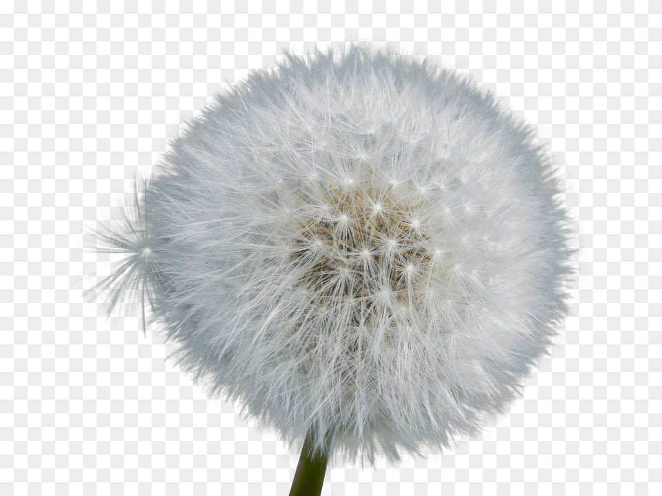 Download Dandelion With No Flower Dandelion Transparent Background, Plant Free Png