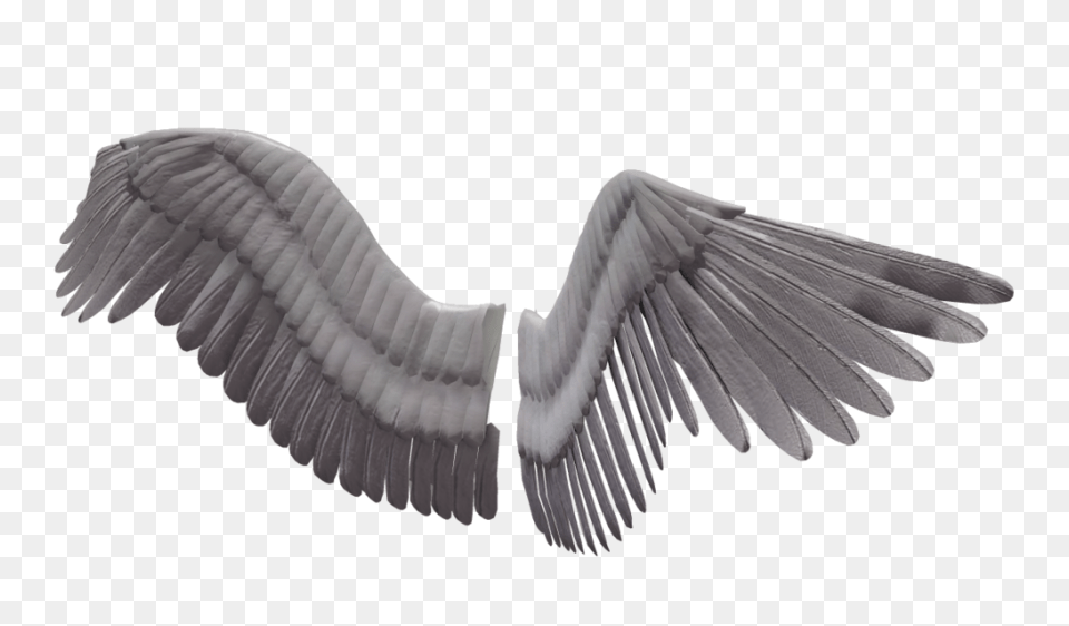Download Dark Angel Clipart Real Angel Wings No Background Bird Wings 3d Model, Animal, Flying, Vulture, Waterfowl Png
