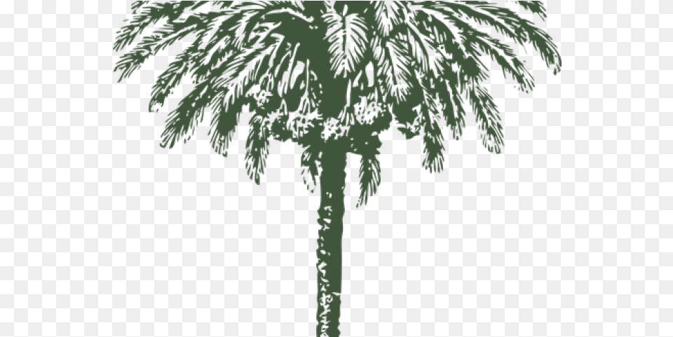 Download Date Palm Clipart Arabian Date Palm Tree Drawing Date Palm Tree Diameter, Palm Tree, Plant, Vegetation, Nature Free Transparent Png