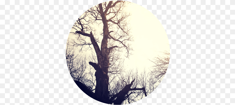 Download Dead Tree Tree Full Size Image Pngkit Tree, Plant, Tree Trunk, Photography Free Transparent Png