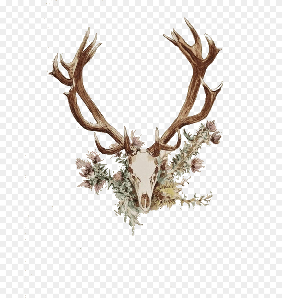 Download Deer Antler Deer Skull With Flowers Tattoo, Animal, Mammal, Plant, Wildlife Png
