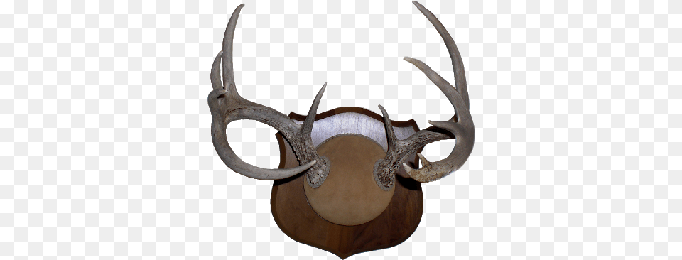 Deer Antlers Sharp Horn, Antler Free Png Download