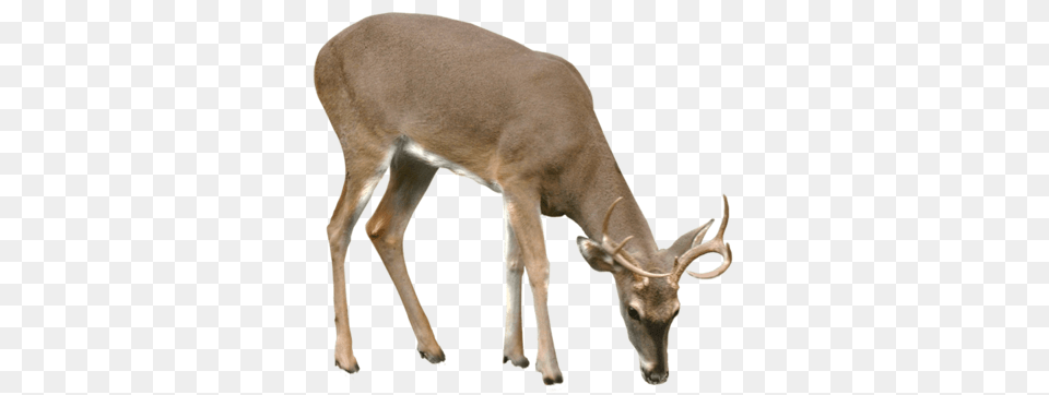 Download Deer Vector Deer, Animal, Antelope, Mammal, Wildlife Free Png