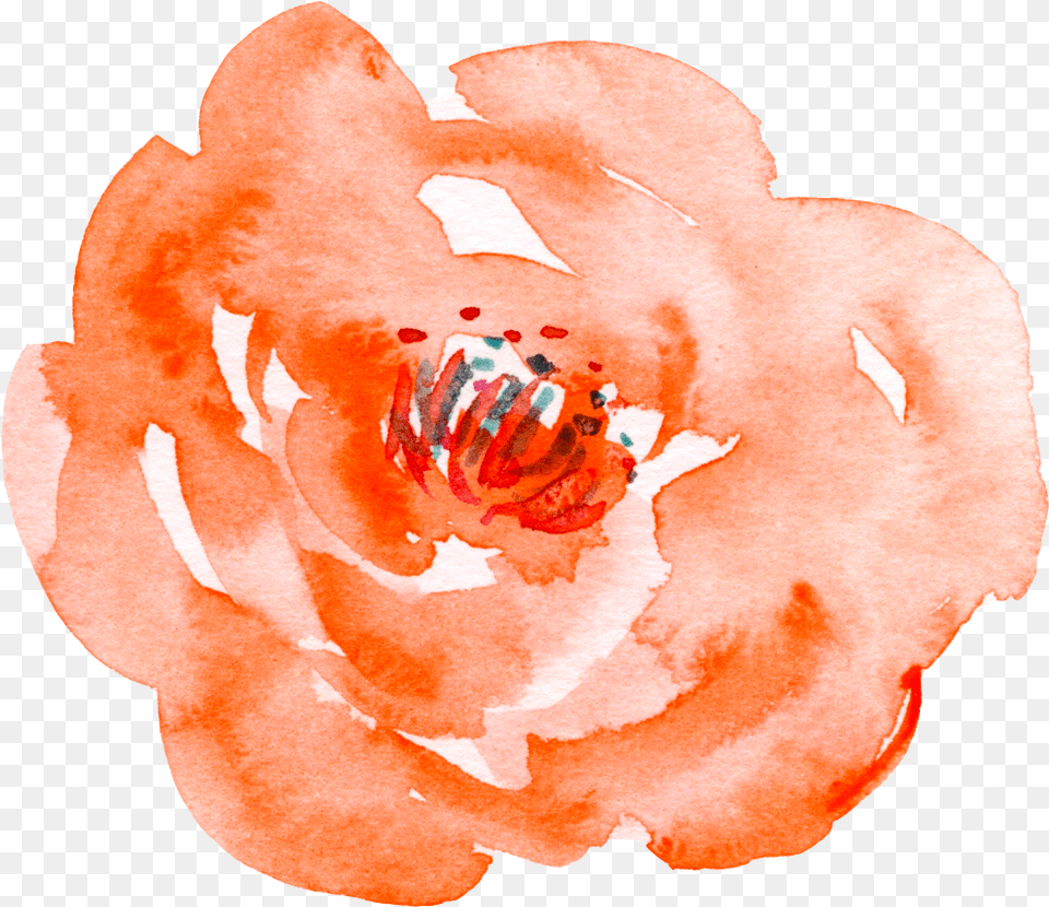 Download Default Watercolor Painting Full Size Crown Of Thorns, Flower, Petal, Plant, Rose Png Image