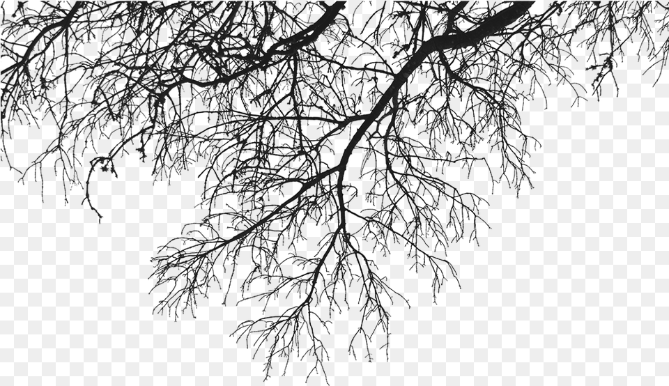 Download Descargar Tree Branches, Frost, Ice, Nature, Outdoors Free Transparent Png